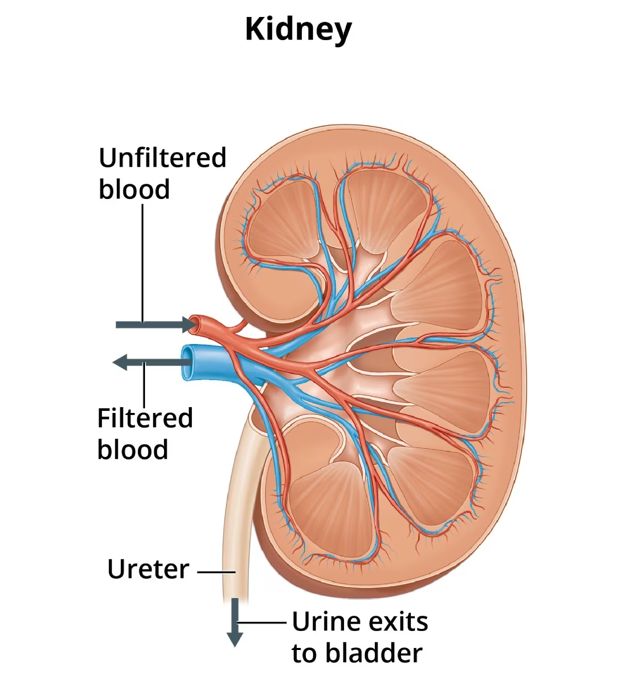 Kidneys