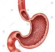 Stomach