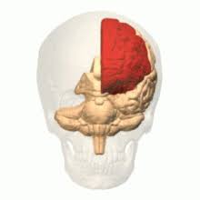 Hemisferio izquierdo (Rutina Cognitiva)
(Goldberg, 2004; en Lopera, 2008, p. 70).