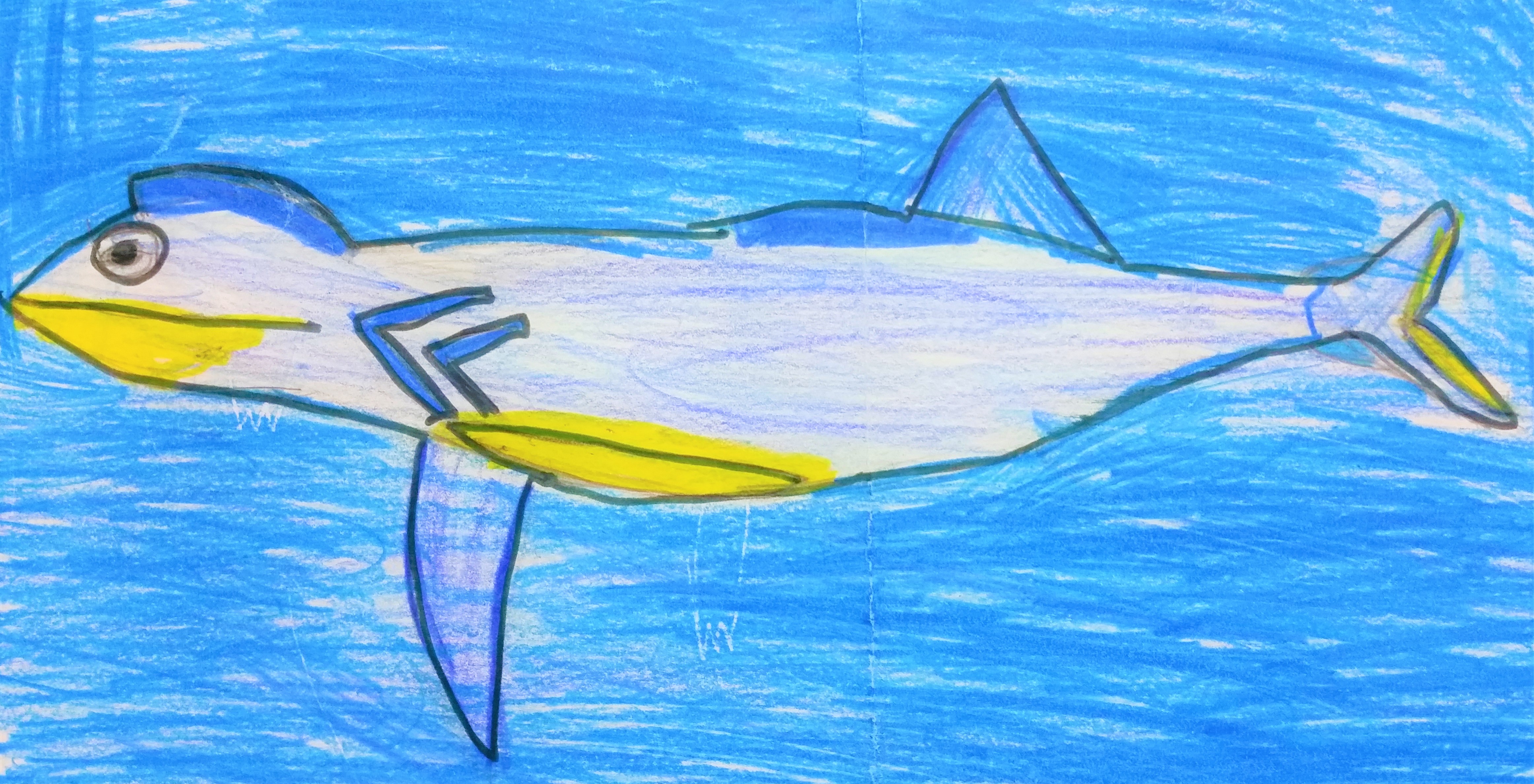 BARRACUDA BOCCA GIALLA