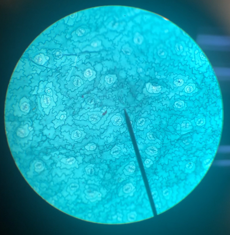 Stomata on Leaf Epidermis 100x