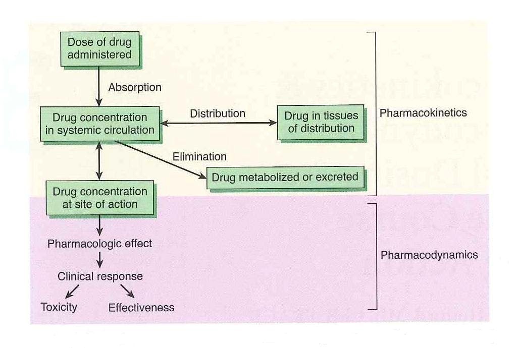 principles of Pharmacology