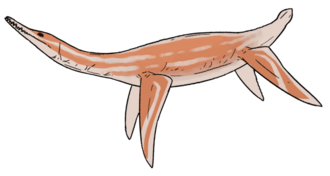 Palmulasaurus qualdratus
