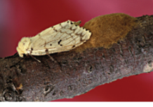 Moth (Figure 9)