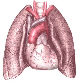 Risks to lungs/heart
