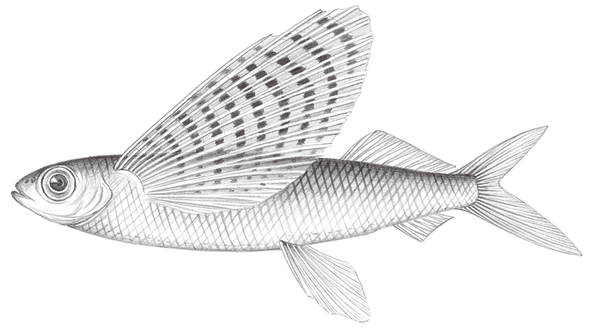 飛魚