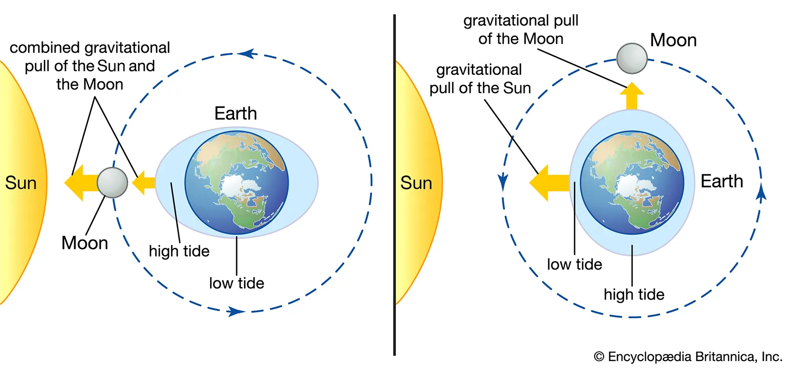 Sun and Moon gravitational fields impacting the tidal waves of Earth's oceans: