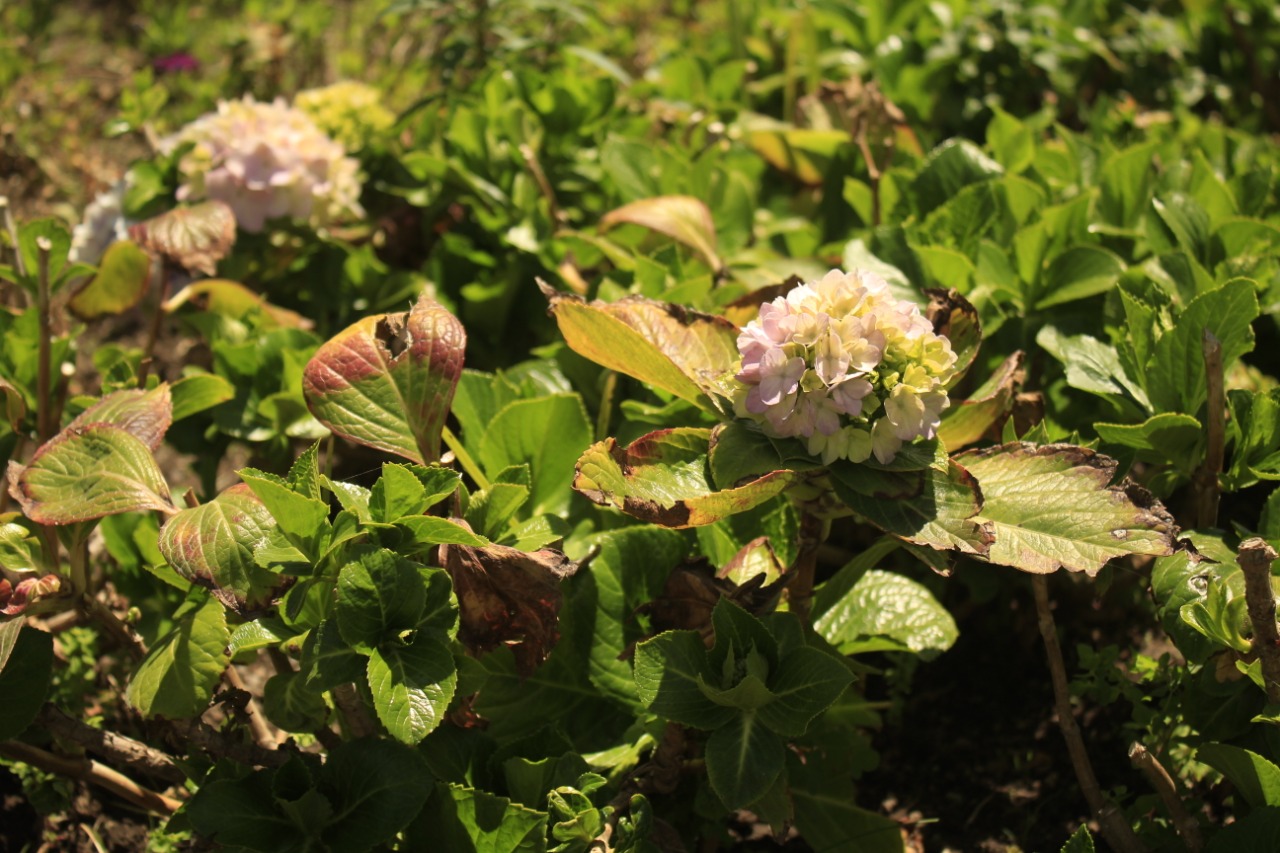 Hortensia