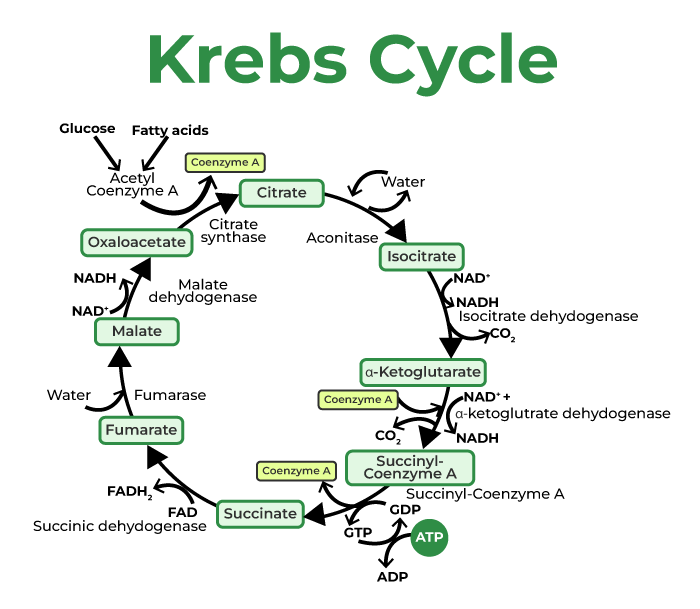 Krebs Cycle (Citric Acid Cycle)
- Further breakdown of Acetyl-CoA
- Takes place in the mitochondrial matrix
- Generates NADH,