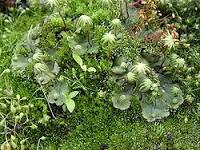 Common liverwort
