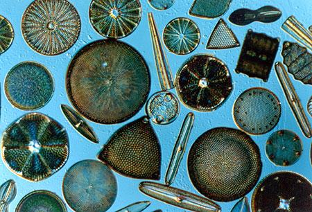 Diatoms