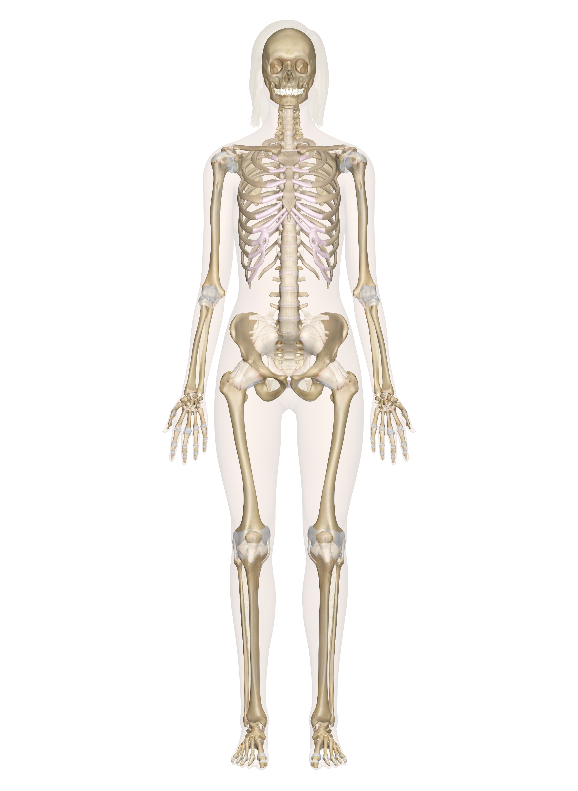 The skeletal system
