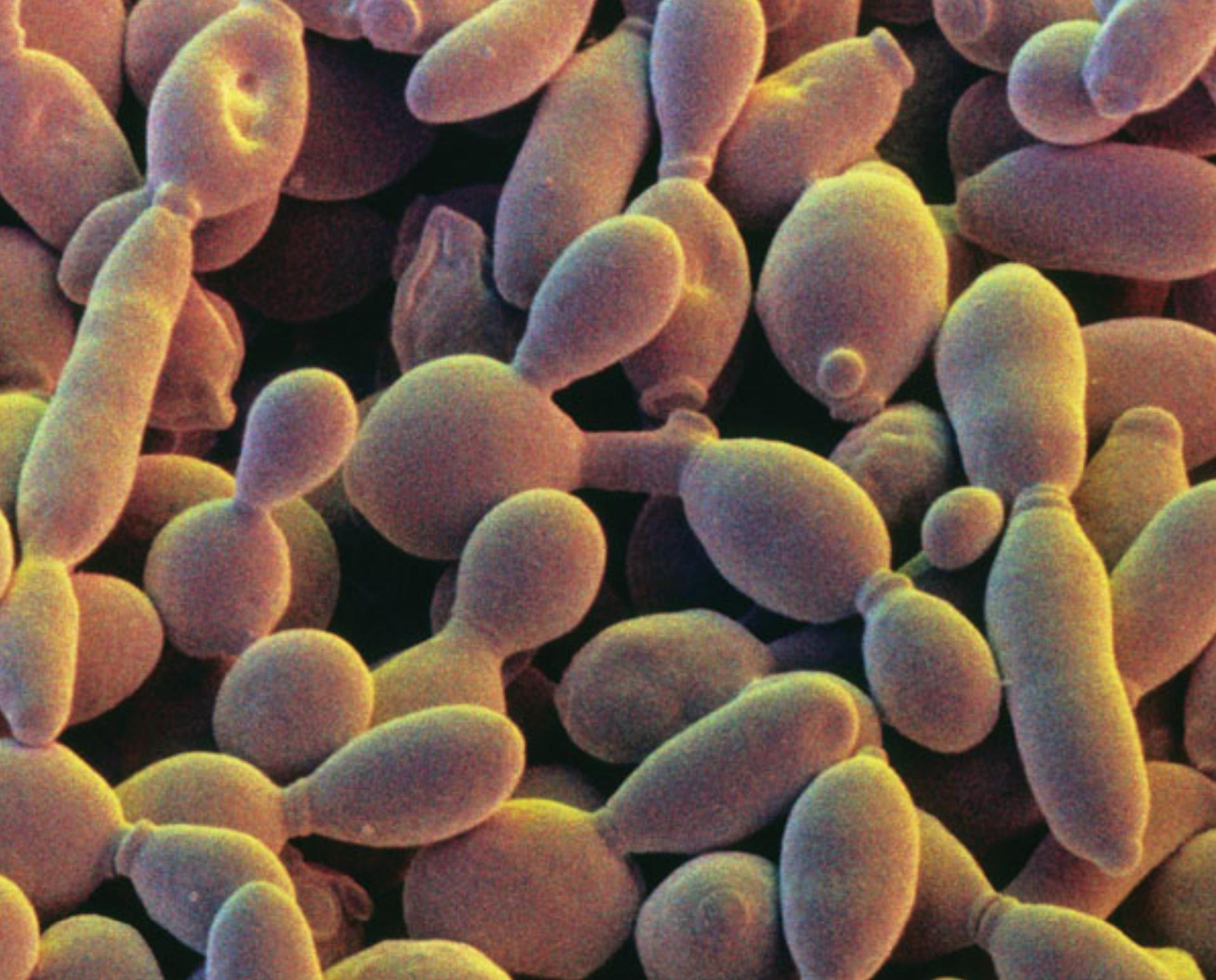 yeast sac fungus