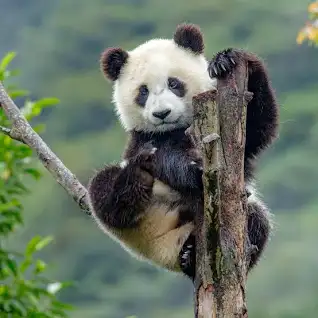 Giant Panda