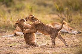 Même les animaux jouent