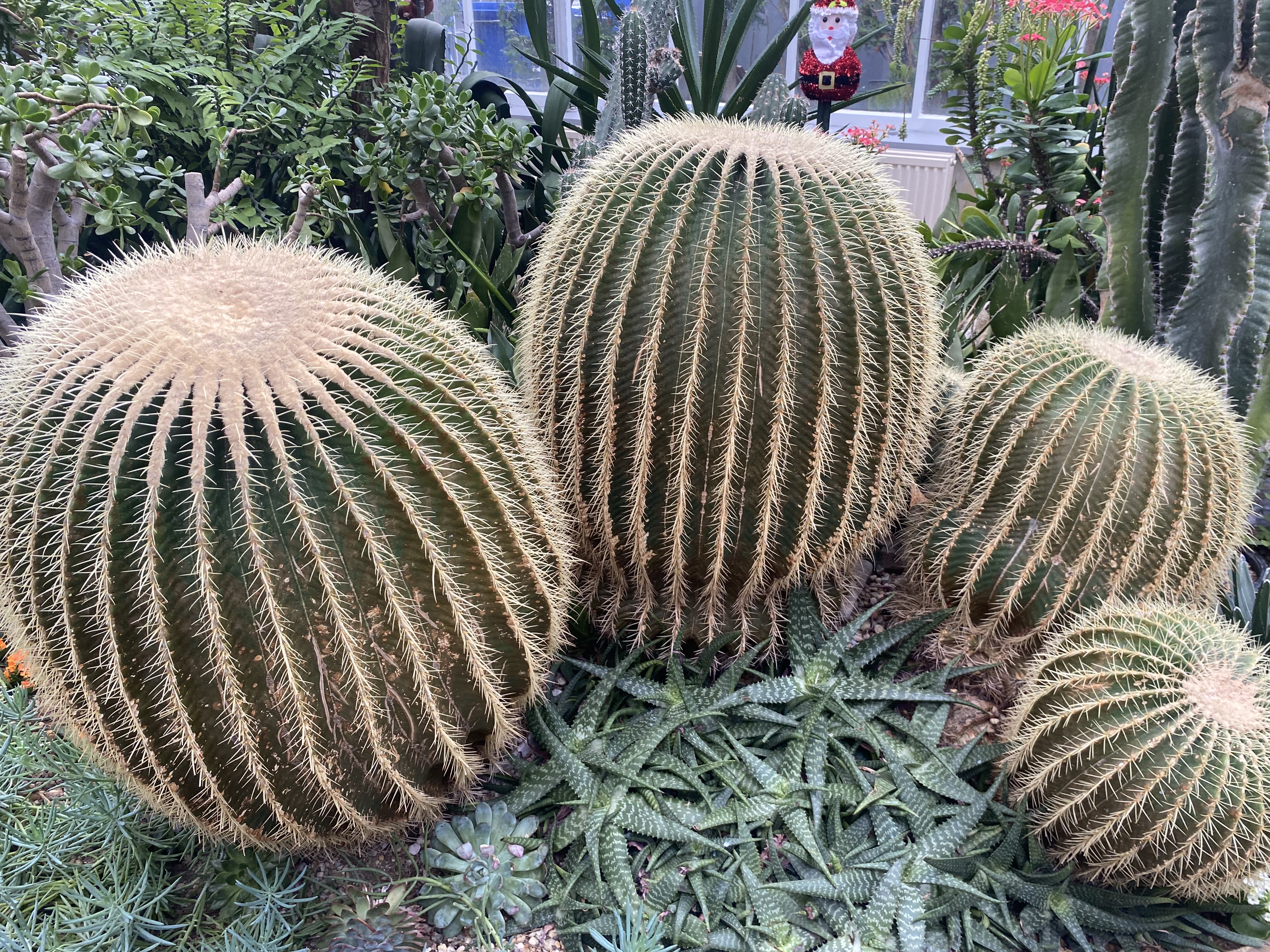 Common name: Golden barrel cactus
