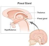 Pineal body