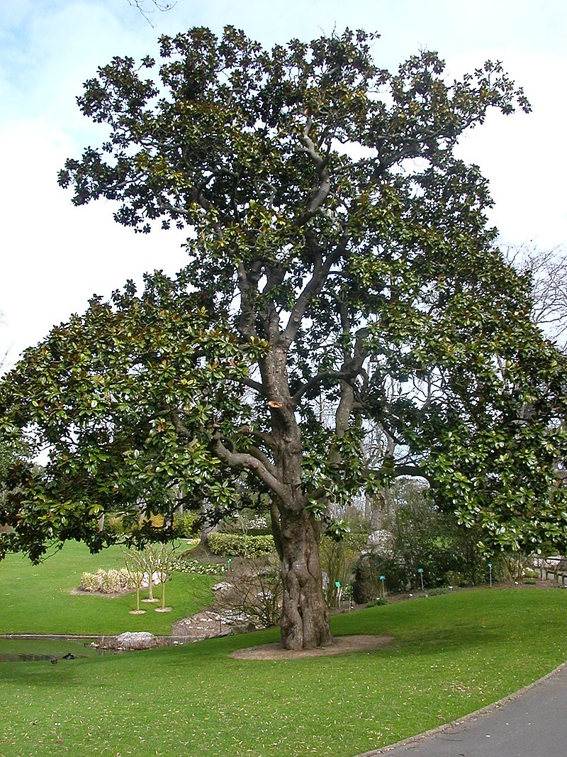 Southern Magnolia