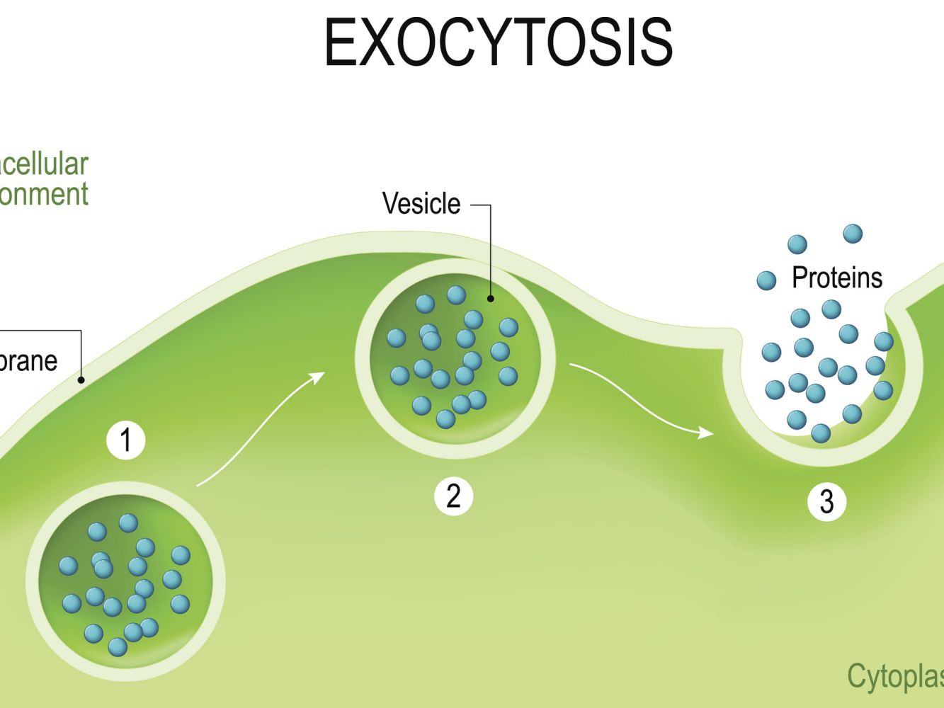 Exocytosis