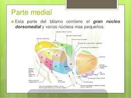 NÚCLEOS DORSOMEDIANOS DEL TÁLAMO