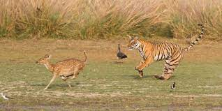 An example of an animal being threatened can be a deer being preyed on by a tiger. The deer will feel at risk and soon realiz