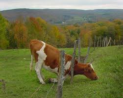 "The grass is always greener on the other side of the hill."

          People tend to want whatever they don't have.