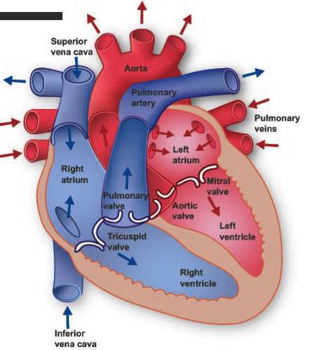 Systemic Circuit
oxygenated blood travels from the heart to body tissues and organs 

Pulmonary Circuit
deoxygenated blood tr