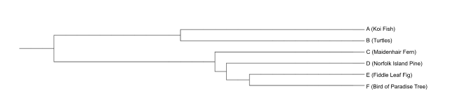 Phylogenetic Tree for 6 of my species