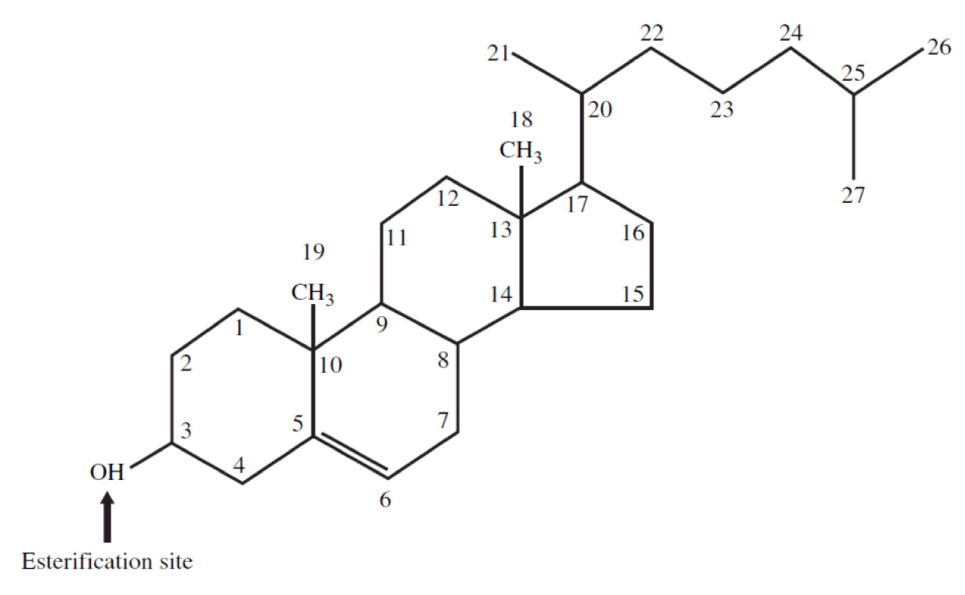 BIOSÍNTESIS COLESTEROL