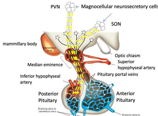 Pituitary thyrotrope cell