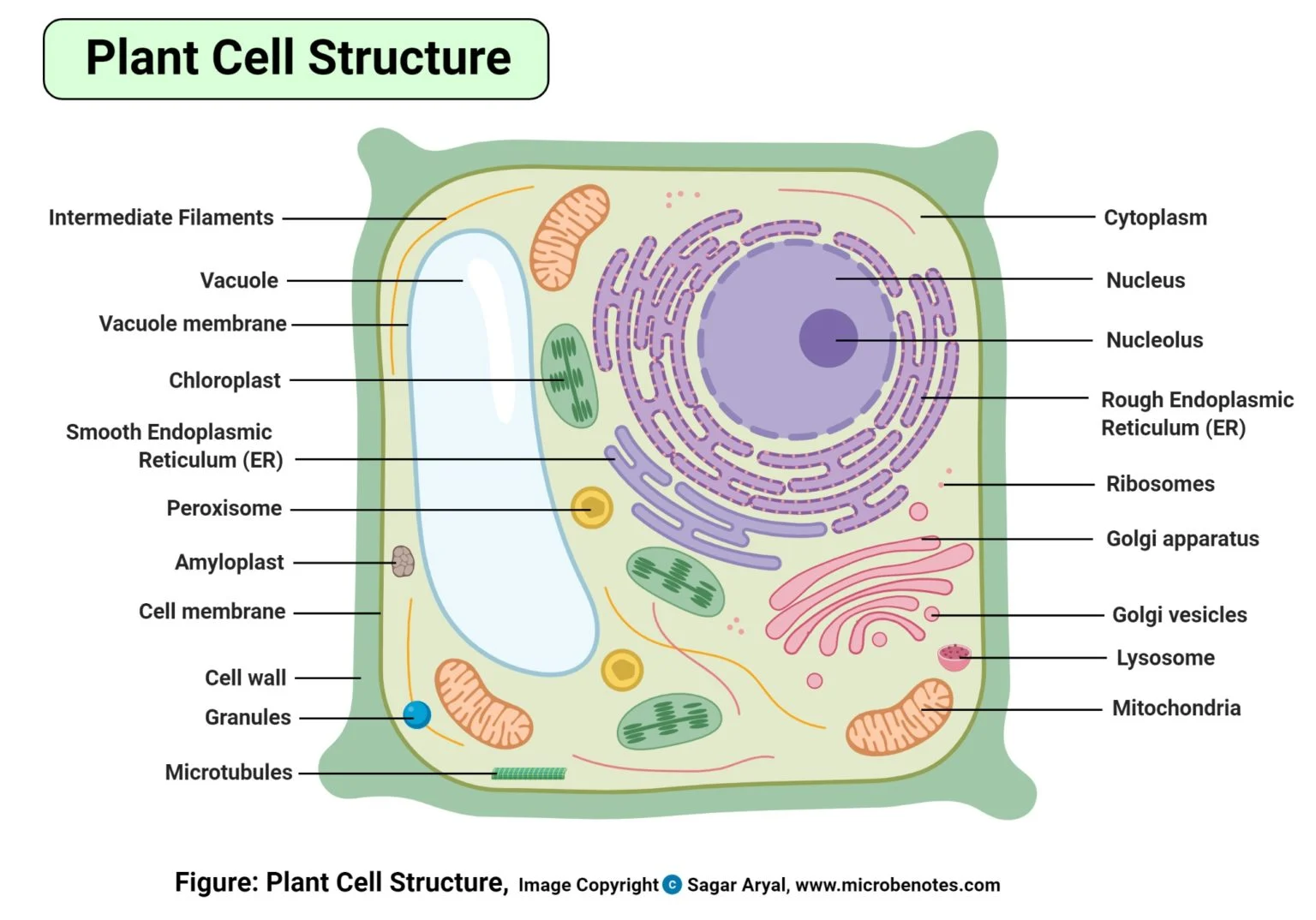 Plant Cell Image
