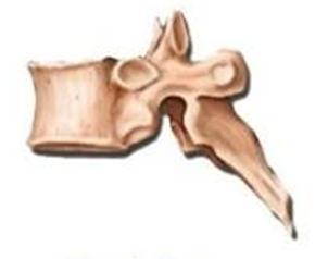 Vertebras Torácicas (12)