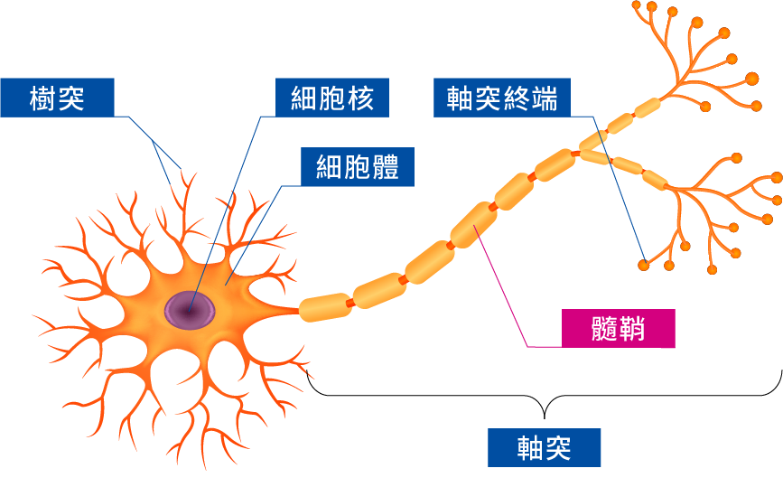 神經元