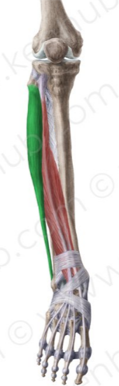 Peroneo largo