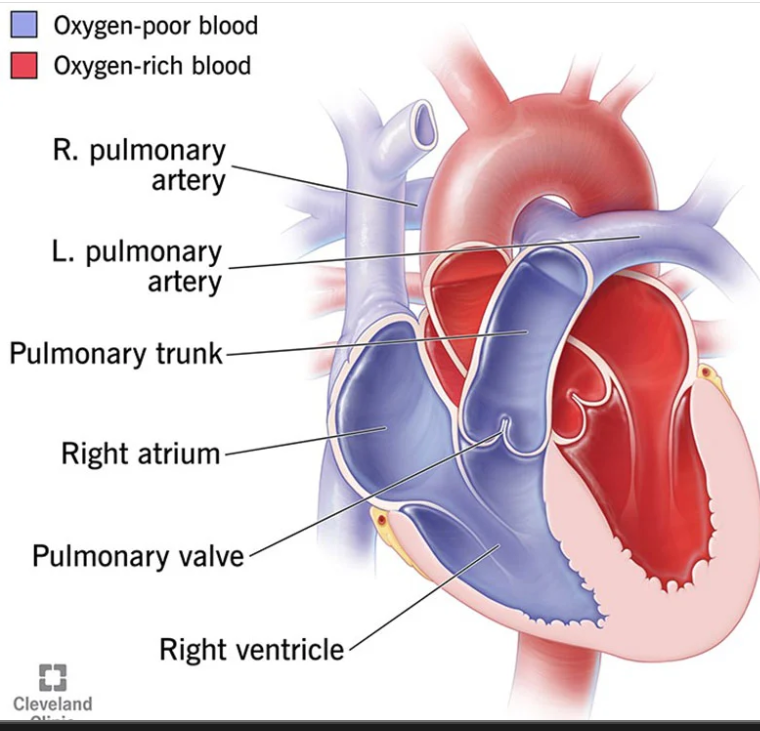Heart