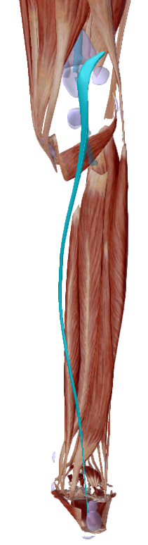 Plantar