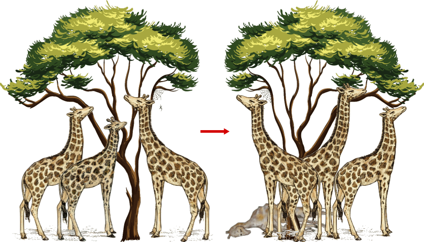DARWIN:
TEORIA DELL'EVOLUZIONE DELLE SPECIE