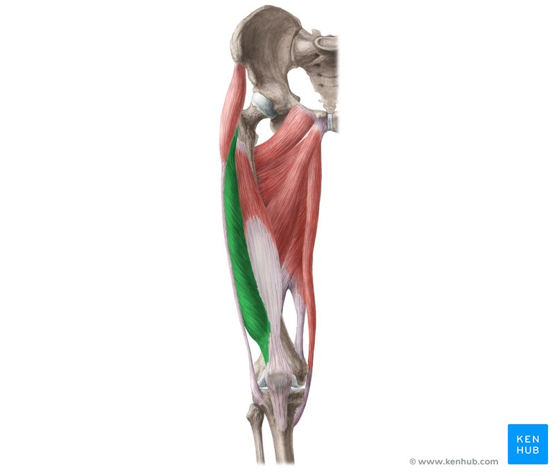 Vastus Lateralis