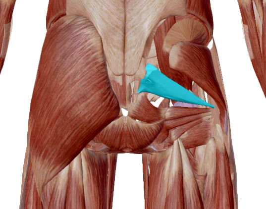 Piriforme