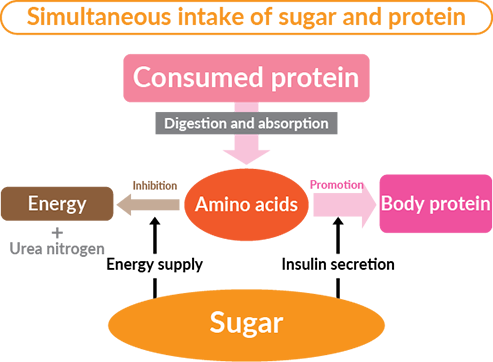 Diagram displaying how your body consumes the protein when eaten