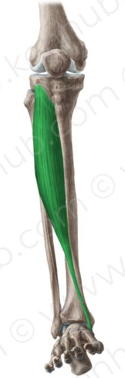 Tibial anterior