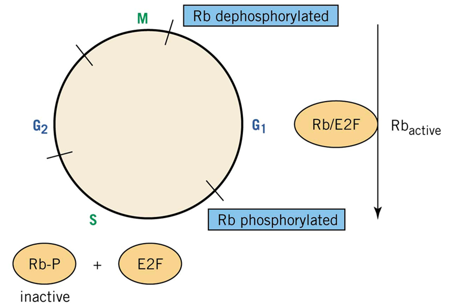 Regulation of p53 activity