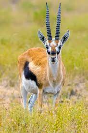 Gazelle