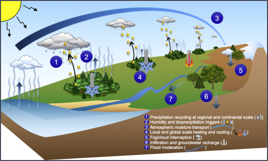 Heat waves impacts by increasing precipitation and water shortage. Reducing plant growth and dying out of the landscape.