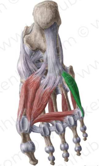 Flexor corto del quinto dedo