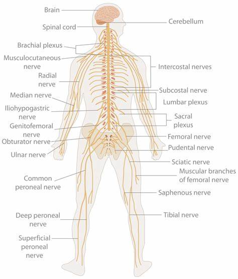 nervous system