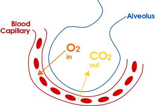 Gas exchange