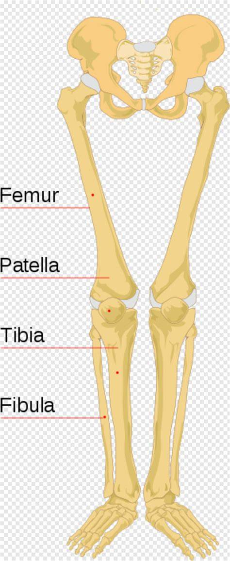 leg bones