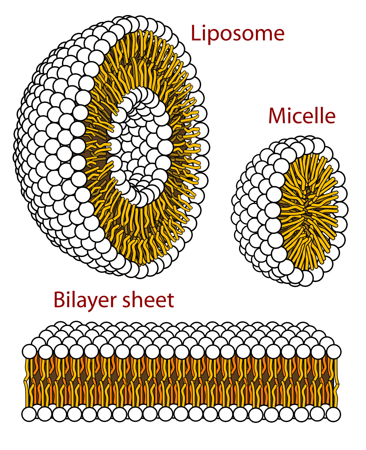 Micelle
A lipid molecule.
