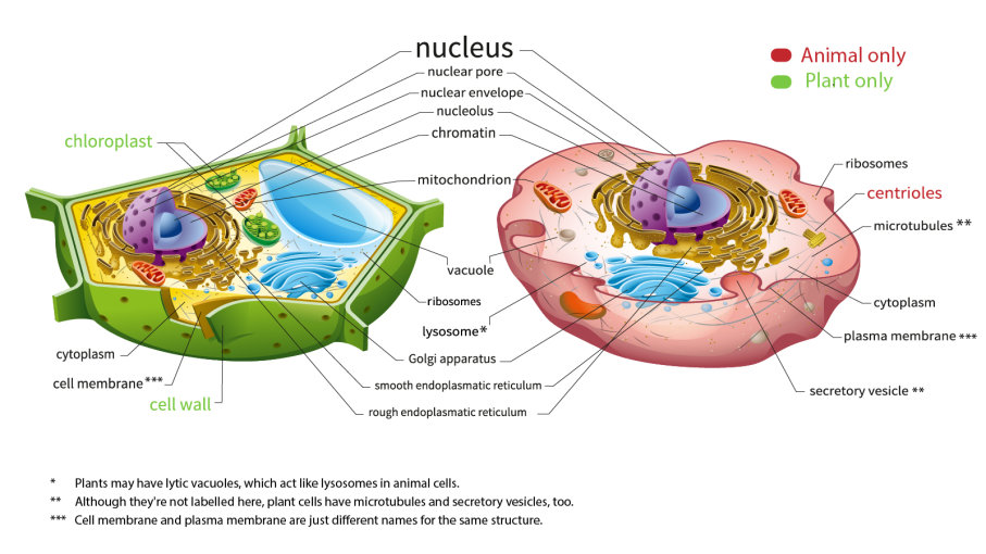 Cell Transport